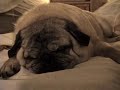My dog RUDY snoring! My dog RUDY snoring!