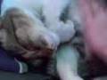 videos de LA KIARAA - GATA DE DEMIEEN :$
