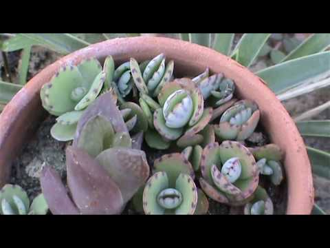 how to replant cut succulents