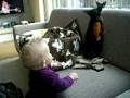 videos de Sophie aan het spelen met poes Tomba