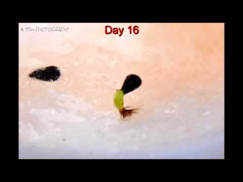 how to harvest venus flytrap seeds