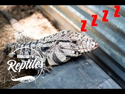 YouTube reptile video