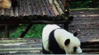Chengdu Panda Base