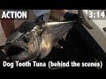 thefishingshow Dog Tooth Tuna (behind the scenes)