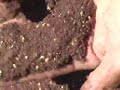 Natural Tree Care