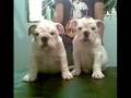 BULLDOG INGLES TEKILA DR....