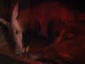 Philadelphia Zoo Aardvarks Going to Sleep Philadelphia Zoo Aardvarks Going to Sleep
