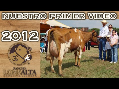 ganado leche - Lideres en genetica lechera en el tropico. Somos criadores de la raza suizo americano,gyr lechero, gyrholando y suiz-bu lechero. El objetivo de este proyecto...