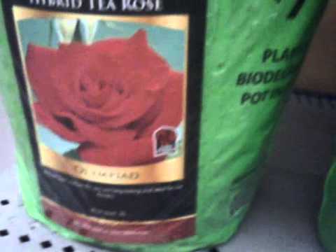 how to grow john f kennedy roses