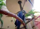 hyacinth-macaw.html