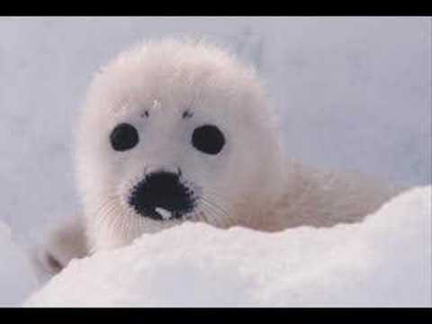 Harp Seals