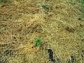 Garden Update Episode 5 Garden Update Episode 5