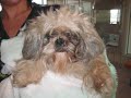 Alfie Comes Home After Surgery