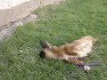 [video]