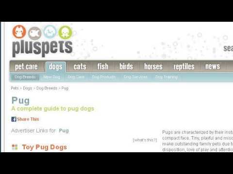 how to obtain papers for a dog