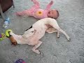 Baby Bites Dog! Baby Bites Dog!