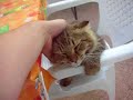 Morgan vuole le coccole