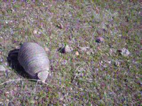 Piche, armadillo patagónico