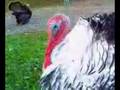 Turkeys