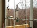 Whirly Squirrel