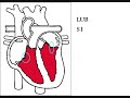 The Heart: Electrical, Mechanical, and EKG