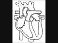 The Haert: Electrical, Mechanical, and EKG