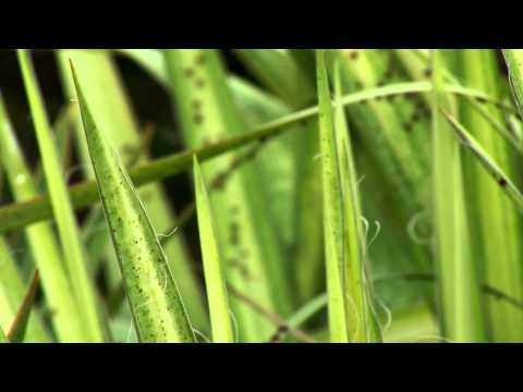 how to treat black spot on yuccas