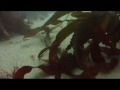 POWER SCUBA La Jolla Cove 9 26 09