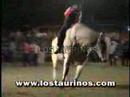 TORO EL SOLITARIO - LOS TAURINOS MONTA DE TOROS COSTA RICA