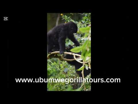 Unforgettable Gorilla Trekking Adventure in Uganda's Bwindi Forest!