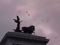 Hitchcock birds in Rome