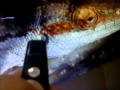 (uploaded by tabakeshi)&nbsp;USB RF Presenter with Laser Pointer Black
