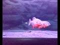 piraya - cariba my new fishes