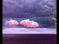 piraya - cariba my new fishes
