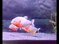 piraya - cariba my new fishes