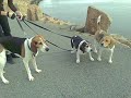 Hurricane Barrier Beagles