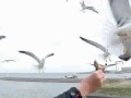 feeding the gulls - 2