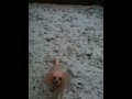 Snow puppies