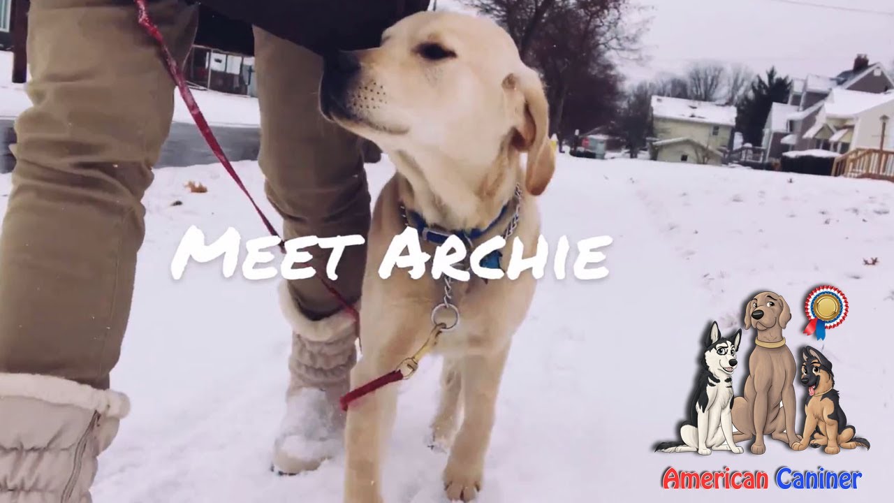 Train & Board for Puppies - Meet the Labrador Retriever Puppy "Archie"