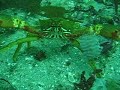 Bad ass little crab Bad ass little crab