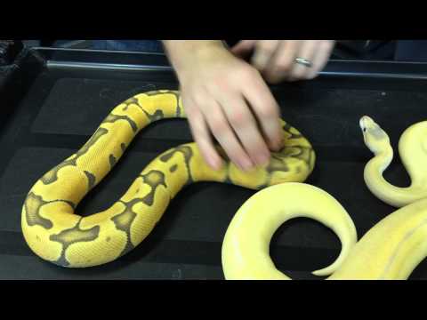 YouTube reptile video