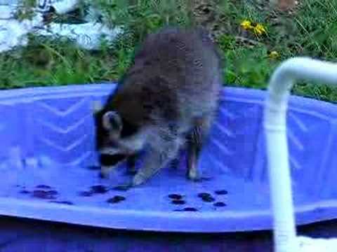 how to pit bing cherries