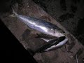 Pesca Apnea  - Lampuga 2kg