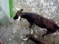 Los colgaos de Zapatero