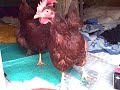 chickens in treeyurt chickens in treeyurt