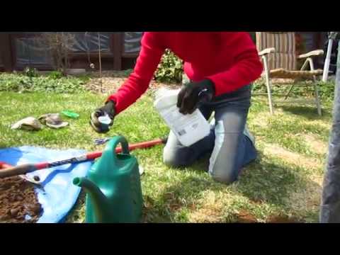 how to fertilize an old apple tree