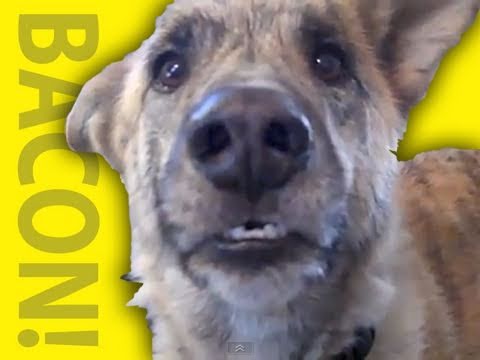 Ultimate Dog Tease Funny Video