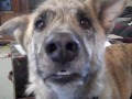 funny video ultimate dog tease