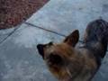 Dog vs Clippers