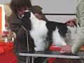 Dogshow Lingen Germany